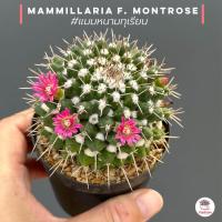 ราคา แมมหนามทุเรียน Mammillaria bucareliensis กระถาง 2 5 นิ้ว แคคตัส กระบองเพชร cactus succulent (17441117561)