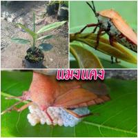 ราคา ต้นแมงแคงหรือว่านแมงแคงใบใช้ทำน้ำพริกทำให้กลิ่นหอมคล้ายแมงแคง ช้อป ต้นแมงแคง กลิ่นหอมคล้ายกับแมงแคง ใบใช้ตำน้ำพริก (14789971875)