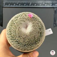 ราคา แมมนกฮูก Mammillaria Perbella แคคตัส กระบองเพชร cactus succulent (7546149083)
