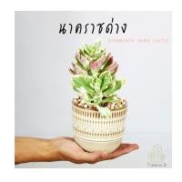 ราคา Treeno 9 T38 พญานาคราชด่าง กระถาง 6 นิ้ว ต้นเล็ก เป็นต้นไม้กันงู ไม้มงคล ช่วยเรียกทรัพย์ (6535304878)