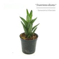 ราคา ว่านหางจระเข้แคระ Sansevieria trifasciata กถ 2 นิ้ว (20647757755)