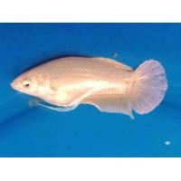 ราคา แม่พันธุ์ ปลากัด สีทอง เพศเมีย พร้อมผสม 1 ตัว มีประกัน (17054742069)