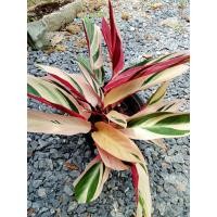 ราคา ต้นนางพญาคล้าทอง 1ต้น ถอนล้างราก คล้าทอง ปลูกที่เรือนปกปักรักษาคุ้มครอง (20763809176)