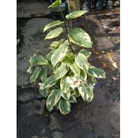 ราคา มังกรคาบแก้ว ใบด่าง ต้นมังกรคาบแก้ว (20865816010)