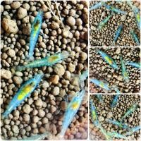 ราคา กุ้งแคระ มี 10 สี (21184972569)