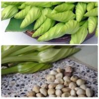 ราคา เมล็ดดอกชมจันทร์ ดอกชมจันทร์ ซื้อ 10 แถม 1 คละอย่างได้ (4625420054)