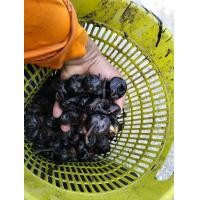 ราคา แห้วสดจากไร่ 1500 กรัม (21267838025)