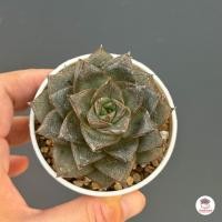 ราคา Echeveria Purpusorum ไม้อวบน้ำ กุหลาบหิน Cactus Succulent (17361764044)