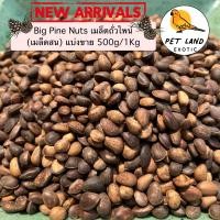 ราคา Pine Nut ไพน์นัท ถั่วเมล็ดสน สำหรับนกแก้ว กระรอก หนูแฮมเตอร์ แบ่งขาย 500g 1 kg (18562497498)