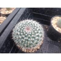 ราคา แมมแม่เฒ่า Mammilaria hahniana ไม้เมล็ด ขนาด 2 5 5 ซม ต้นกระบองเพชร ต้นแคคตัส แคคตัส กระบองเพชร (17058586507)