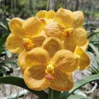 ราคา กล้วยไม้แวนด้า ราชบุรีบิวตี้ ตะกร้า 4 นิ้ว 5 คู่ใบ ต้นสูง3 5 นิ้ว กล้วยไม้ติดดอก กล้วยไม้แวนด้า ออกดอกตลอดปี กล้วยไม้สวยๆ Taeng Suan shop (10918694967)