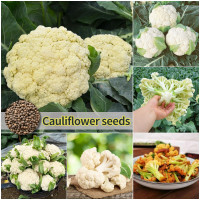 ราคา ปลูกง่าย ปลูกได้ทั่วไทย เมล็ดสด 100 เมล็ดพันธุ์ กะหล่ำดอก บรรจุ 200 เมล็ด Organic Cauliflower Seeds เมล็ดพันธุ์ผัก ผักสวนครัว ต้นไม้มงคล เมล็ดบอนสี ต้นผลไม้ บอนไซ พันธุ์ผัก เมล็ดผัก เมล็ดพันธุ์พืช ผลผ