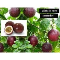 ราคา 3 ต้นเสาวรส พันธุ์ไทนุง พันธุ์หวาน ผลสีม่วง จัดส่งพร้อมถุง 6 นิ้ว ลำต้นสูง 60 70 ซม (20979189565)