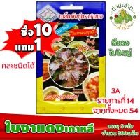 ราคา ซื้อ10แถม1 เมล็ดพันธุ์ ใบงาแดงเกาหลี Red Perilla ประมาณ 500เมล็ด 3A สามเอ ใบงาเกาหลี ชิโสะ ชิโซะ ผักสวนครัว เมล็ดพันธุ์พืช เมล็ดผัก เม็ดผัก (3175208292)