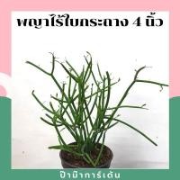 ราคา ต้นพญาไร้ใบ พญาไร้ใบเขากวาง ปะการัง (17340783949)