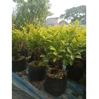 ราคา ต้นไทรยอดทอง (18840508068)