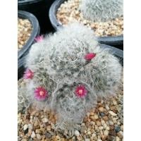 ราคา ขนแมวฟอร์มกอ ไซส์ใหญ่ Mammillaria bocasana ไม้เมล็ด ขนาด 10 12 ซม ต้นกระบองเพชร ต้นแคคตัส แคคตัส กระบองเพชร (14143798310)