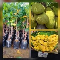 ราคา ต้นขนุน ขนุนเพชรราชา ทาบกิ่ง จัดส่งพร้อมถุง 6 นิ้ว ลำต้นสูง 70 ซม (20979938015)