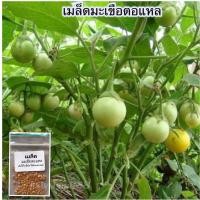 ราคา เมล็ดพันธุ์ มะเขือตอแหล มะเขือเปราะ 250 เมล็ด ปลูกง่าย โตเร็ว 10 แถม 1 คละได้ (21085698804)
