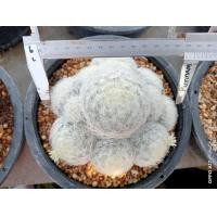 ราคา แมมขนนกขาว ต้นใหญ่ แม่พันธ์ ไม้เมล็ด พร้อมออกดอกทันที ต้นกระบองเพชร ต้นแคคตัส แคคตัส กระบองเพชร (20914009214)