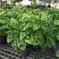 ราคา ต้นพลูฉลุ พลูฉลุ ฟอร์มกอแน่นสวย ต้นไม้มงคล ไม้ฟอกอากาศช่วยดูดซับสารพิษ (20854990490)