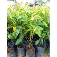 ราคา ต้นผักมันปู รากและลำต้นมันปู ต้มเป็นยา มีสรรพคุณแก้ร้อนใน (14318962420)