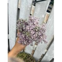 ราคา ต้นริบบิ้นชาลี สายพันธุ์นำเข้า กระถางเหลี่ยม สีสด (13997644444)