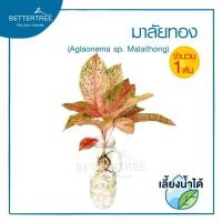 ราคา มาลัยทอง จำนวน 1 ต้น เลี้ยงน้ำได้ ไม้น้ำ ต้นไม้ (21143589700)