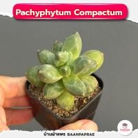 ราคา รวมกุหลาบหินและไม้อวบน้ำ กระถาง2นิ้ว หลายสายพันธุ์ ส่งทั้งกระถาง cactus succulent (17332193925)