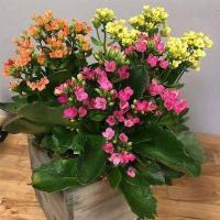 ราคา 30 Plant Seeds เมล็ดพันธุ์ เมล็ด กุหลาบหินดอกซ้อน ไม้อวบน้ำ กุหลาบหิน Kalanchoe blossfeldiana Seed อัตราการงอกของเมล็ด 80 85 (11770129936)
