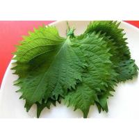 ราคา เมล็ด พันธุ์ เมล็ดพันธุ์ชิโสะ ใบงาเกาหลีเขียวโอบะ Green Shiso เมล็ดใบงาเกาหลี 50 120 เมล็ด ซื้อ 10 แถม1คละได้ (17050603474)
