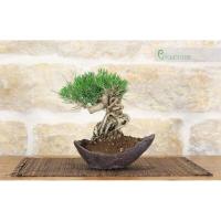 ราคา 25 เมล็ด พันธุ์ Seeds เมล็ด สนดำญี่ปุ่น สนญี่ปุ่น บอนไซ JAPANESE BLACK PINE SEEDS อัตราการงอก 80 85 (11650086575)