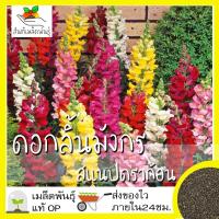 ราคา เมล็ดพันธุ์ ดอกลิ้นมังกร สแนปดราก้อน 1000 เมล็ด Snapdragon Flower เมล็ดพันธุ์แท้ นำเข้าจากต่างประเทศ ปลูกผัก สวนครัว (4864340626)