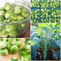ราคา เมล็ดกะหล่ำดาว บรรจุ150เมล็ด Brussel Sprouts (10697061940)