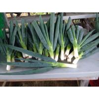 ราคา เมล็ดพันธุ์ ต้นหอมยักษ์ ต้นหอมญี่ปุ่น ต้นหอมใบใหญ่ 50 1100 เมล็ด 10 เเถม 1 คละได้ (8421288128)