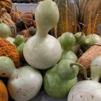 ราคา 20 เมล็ดพันธุ์ Home Plant Seed เมล็ด น้ำเต้า น้ำเต้าเซียน น้ำเต้า Bottle Gourd Seed อัตราการงอกของเมล็ด 80 85 (11769518670)