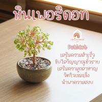 ราคา ต้นไม้ หินมงคล เสริม ฮวงจุ้ย โชคลาภ ร่ำรวย ความสูง 11 CM ของมงคล ของขวัญ ต้นไม้มงคล อเมทิสต์ โรสควอตซ์ ต้นไม้ปลอม (20942835523)