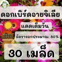 ราคา เมล็ดพันธุ์ ไอซ์แพลนท์ คละสี Mesembryanthemem criniflorum Mixed Seed 150 เมล็ด เมล็ดพันธุ์แท้ นำเข้าจากต่างประเทศ เมล็ดพันธุ์ เมล็ดดอกไม้ ปลูกดี โตไว ถูก (10521844593)