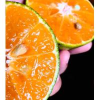 ราคา ต้นส้มโชกุน เสียบยอด ส้มโชกุน เป็นไม้ผลที่ปลูกในพื้นที่จังหวัดยะลา ปัจจุบันได้รับความนิยมและเป็นที่่ต้องการของตลาด ด้วยรสชาติหวานอมเปรี้ยว เนื้อนุ่มไม่มีกาก สีสันของเนื้อส้มจะมีสีส้มอมแดง ผลมีขนาดใหญ่