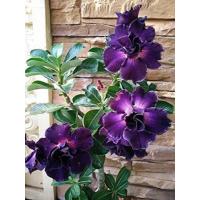 ราคา 12 เมล็ด เมล็ดพันธุ์ ชวนชม สายพันธุ์ไต้หวัน ดอกสีม่วง Adenium Seeds กุหลาบทะเลทราย Desert Rose ราชินีบอนไซ อัตรางอก 80 90 มีคู่มือปลูก (8976276515)