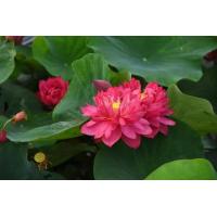 ราคา เมล็ดบัวหลวง ดอกใหญ่ ของแท้ 100 บัวหลวง ดอกบัว ปลูกบัว เม็ดบัว สวนบัว ซองละ 8 เมล็ด (9107913387)