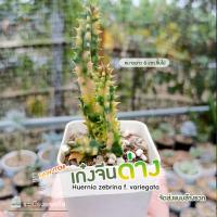 ราคา เก๋งจีนด่าง ด่างกระจายสวย เลี้ยงง่าย ดอกโดนัท คัดขนาดยาว6เซนขึ้นไป มีทั้ง ไม้รากและ หน่อเด็ดสด Huernia (11779068969)