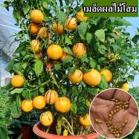 ราคา พร้อมส่ง ปลูกง่ายด้วยเมล็ดพันธุ์โสม เมล็ดออกผลได้หลายชนิด เมล็ดโสมมีกลิ่นหอมหวาน ให้รสชาติดี มีเมล็ด 20 เมล็ด ทนทานต่อโรค เจริญเติบโตแรงสามารถปลูกไม้กระถางในสวน รับประทานผลไม้ เมล็ดผัก ผลไม้ เมล็ดอร่ 