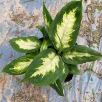 ราคา ต้นสโนว์ดรอป ตระกูลสาวน้อยปะแป้ง แบบถุง (4205946977)