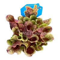ราคา ซาราซีเนียร์ พืชกินแมลง Sarracenia purpurea กระถาง 4 5 นิ้ว (20714222997)