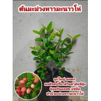 ราคา ต้นมะม่วงหาวมะนาวโห่แบบเพาะเมล็ด (14118128067)