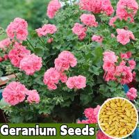 ราคา พร้อมส่ง เมล็ดพันธุ์ Pelargonium คุณภาพดีราคาถูก เมล็ดพันธุ์บอนไซแท้ 100 เมล็ดพันธุ์ Pelargonium หายาก เมล็ดพันธุ์บอนไซสวยงาม ต้นไม้มงคล ไม้ประดับ ดอกไม้ประดับ ไม้จิ๋ว ดอกไม้จริง ต้นไม้ฟอกอากาศ บอนไซ 