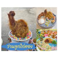 ราคา ว่านลูกไก่ทอง กระถาง 4 นิ้ว มีหงอนทรงสวย (17287704297)