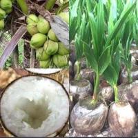 ราคา พันธุ์มะพร้าวกะทิน้ำหอมเนื้อฟูแท้100 (21065787228)