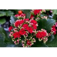 ราคา 30 เมล็ดพันธุ์ เมล็ด กุหลาบหินดอกซ้อน ไม้อวบน้ำ กุหลาบหิน Kalanchoe blossfeldiana Seed อัตราการงอกสูง 80 85 (11651001040)